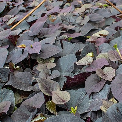 BATATA ROXA ORNAMENTAL (Ipomoea batatas)