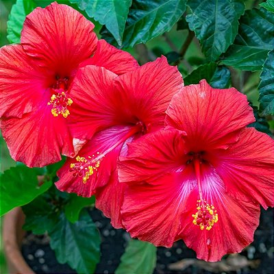 HIBISCO VERMELHO (Hibiscus rosa-sinensis) - Muda com até 1 metro