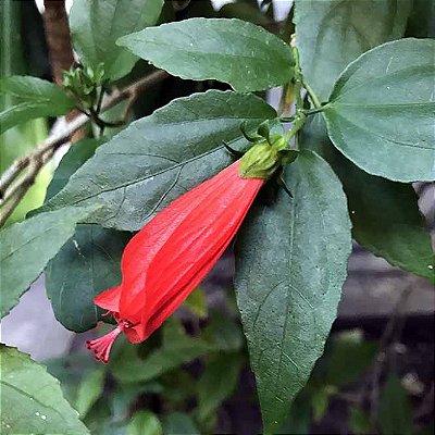 MALVAVISCO ou HIBISCO COLIBRI (Malvaviscus arboreus) - Muda com até 1 metro