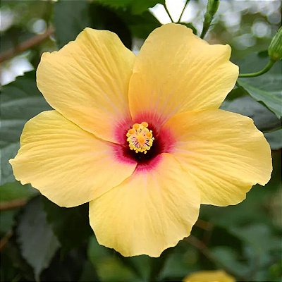 HIBISCO AMARELO (Hibiscus rosa-sinensis) - Muda com até 1 metro