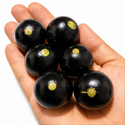 JABUTICABA OLHO DE BOI ou COROADA (Plinia coronata) - Muda com até 30 cm