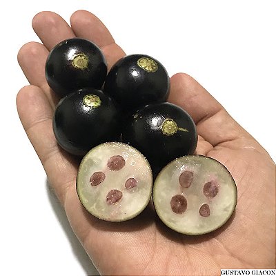 JABUTICABA OLHO DE BOI ou COROADA (Plinia coronata) - Muda com até 30 cm