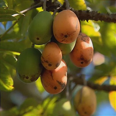 JARACATIÁ (Jaracatia spinosa) - Muda com até 70 cm