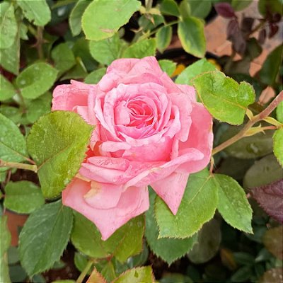 ROSA LA FRANCE - Muda com 60 cm