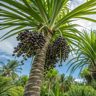 AÇAÍ PRECOCE BRS PAI D'ÉGUA - Muda com até 60 cm