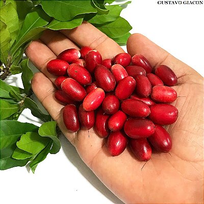 FRUTA DO MILAGRE PRODUZINDO (Synsepalum dulcificum) - Muda com 50 cm
