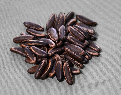 FLAMBOYANT VERMELHO SEMENTES (Delonix regia) - 5g