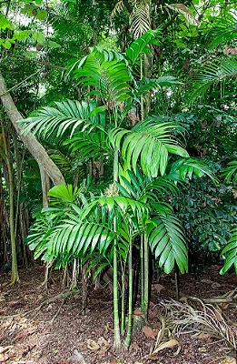 TRIANDA (Areca triandra) - Muda com até 1 metro