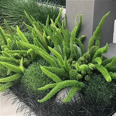 ASPARGO PLUMA (Asparagus densiflorus) - P15