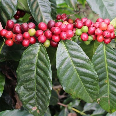 CAFÉ CATUAÍ (Coffea arabica) - Muda com 30 cm