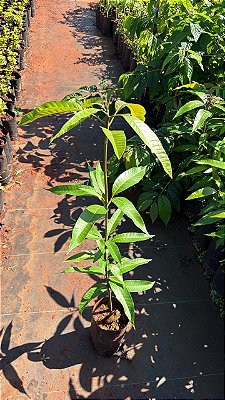 MANGA ROSA (Mangifera indica L.) - Muda enxertada com até 1 metro