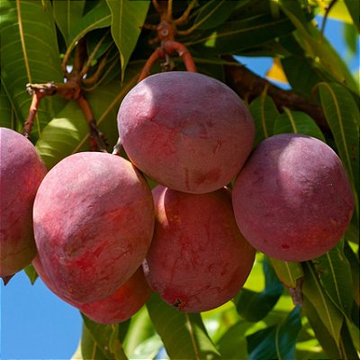 MANGA ROSA (Mangifera indica L.) - Muda enxertada com até 1 metro