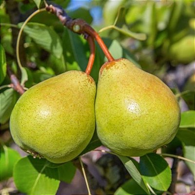 PÊRA D'ÁGUA (Pyrus communis) - Muda enxertada com até 1 metro