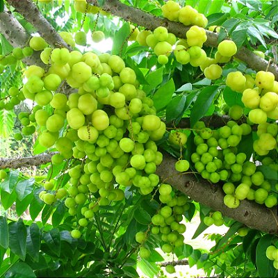GROSELHA DA ÍNDIA (Phyllanthus acidus) - Muda com 60 a 80 cm