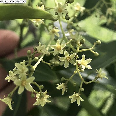 CANELA DE VEADO (Helietta appiculata) - Muda com até 1 metro