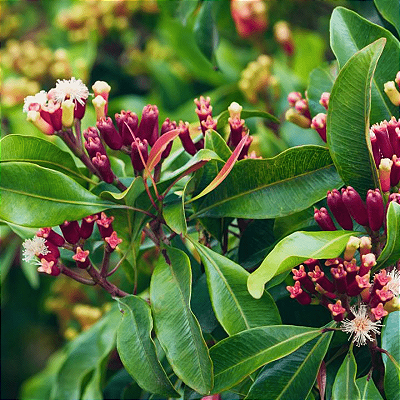 CRAVO DA ÍNDIA (Eugenia caryophyllata) - Muda com até 60 cm