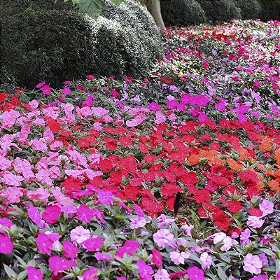 SUNPATIENS (Impatiens hawkeri)