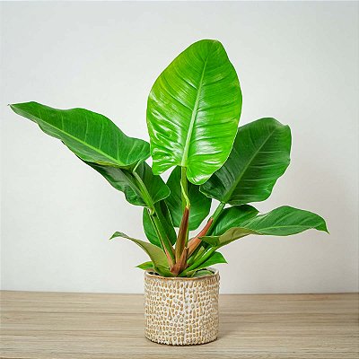 FILODENDRO IMPERIAL VERDE (Philodendron Imperial Green) - P17 20cm