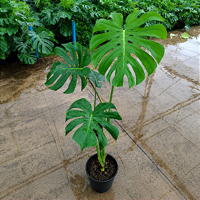 COSTELA DE ADÃO ou Monstera deliciosa - Pote 20 com 60 a 80 cm