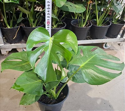 COSTELA DE ADÃO ou MONSTERA (Monstera deliciosa) - P20 40cm