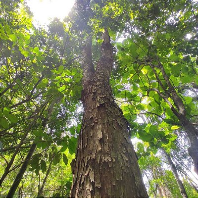 PAU JACARÉ (Piptadenia gonoacantha) - Muda com 40 a 60 cm
