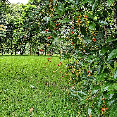 PAU VIOLA ou FRUTO DO TUCANO (Cytharexyllum myriantum) - Muda com 60 a 80 cm