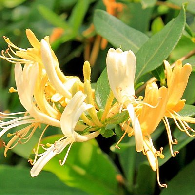MADRESSILVA (Lonicera japonica) - Muda com até 1 metro
