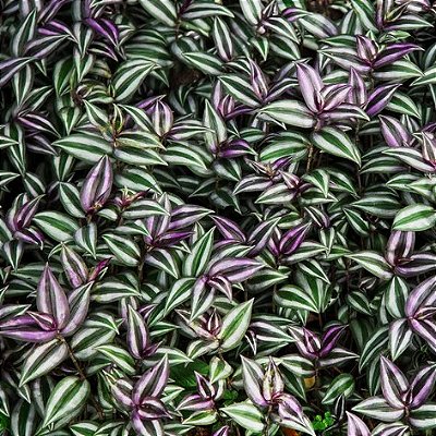 LAMBARI ZEBRINO (Tradescantia zebrina)