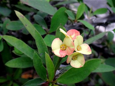 MINI COROA DE CRISTO AMARELA (Euphorbia milii var. hislopii)