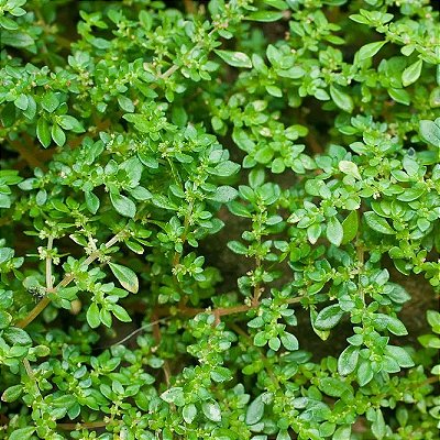 BRILHANTINA (Pilea microphylla)