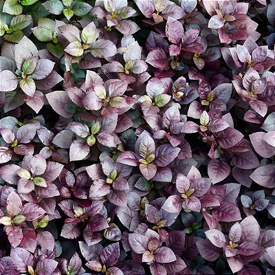 LUTIELA (Alternanthera brasiliana)