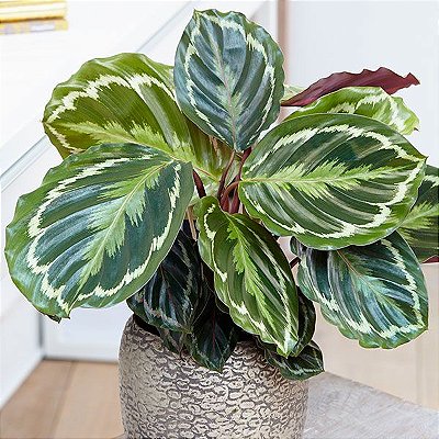 Calathea Medallion - P12