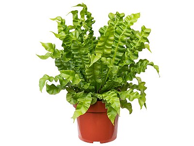 ASPLÊNIO CRESPO (Asplenium crispy wave) - P14