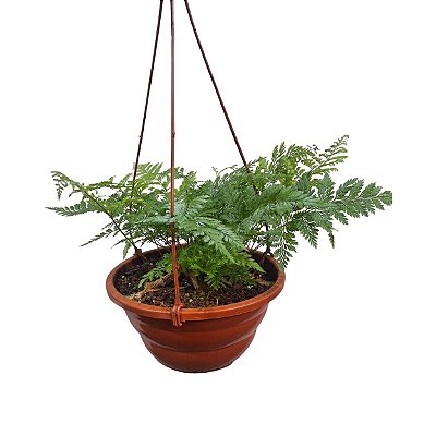 RENDA FRANCESA (Rumohra Adiantiformis) - C21