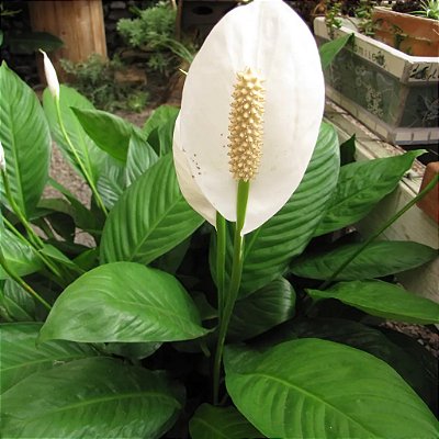 LÍRIO DA PAZ (Spathiphyllum wallisii) - P11