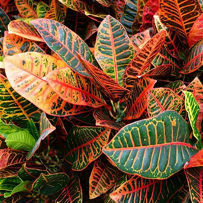 CRÓTON PETRA (Codiaeum variegatum var. “Petra”) - P20