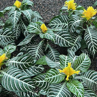 AFELANDRA (Aphelandra squarrosa) - P15