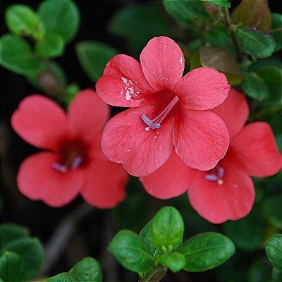BARLÉRIA (Barleria repens)