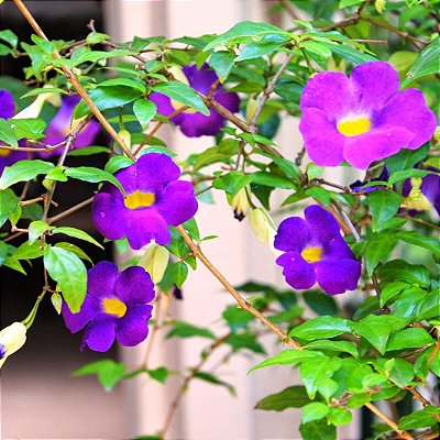 TUMBÉRGIA ARBUSTIVA (Thunbergia erecta) - 60 cm