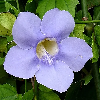 TUMBÉRGIA AZUL TREPADEIRA (Thunbergia grandiflora) - Muda com até 1 metro