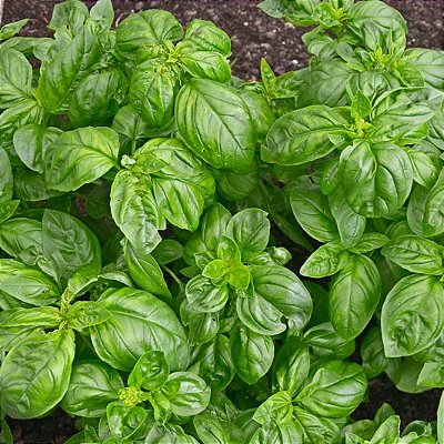 MANJERICÃO ITALIANO (Ocimum basilicum 'Dolce Fresca')