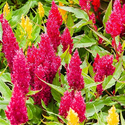 CELÓSIA PLUMOSA (Celosia argentea)
