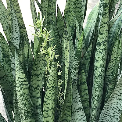 ESPADA DE SÃO JORGE VERDE (Sansevieria trifasciata) - P17