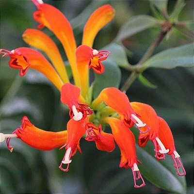 COLUMÉIA DRAGÃO (Eschynanthus 'Speciosus') - C21