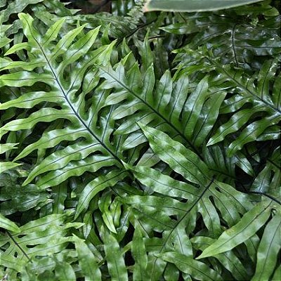 SAMAMBAIA DA JAMAICA (Phymatosorus scolopendria)