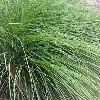 CAPIM CHORÃO (Eragrostis curvula)