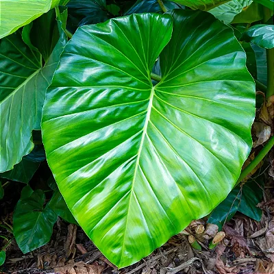 FILODENDRO GIGANTE (Philodendron Giganteum) - P17