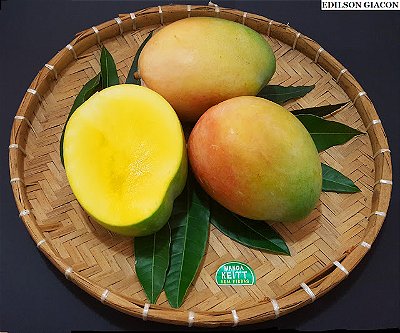 MANGA KEITT (Mangifera indica) - Muda enxertada com até 1 metro