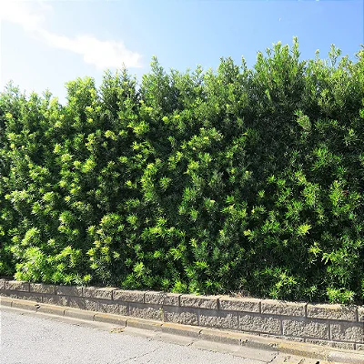 PODOCARPO (Podocarpus macrophyllus) - Muda com até 60 cm