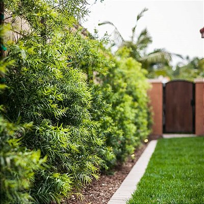 PODOCARPO (Podocarpus macrophyllus) - Muda com 60 cm